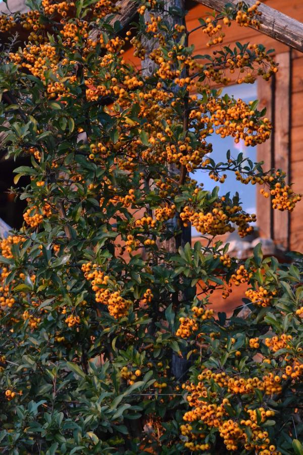 Locazione Turistica Villa Delle Rose Assisi Dış mekan fotoğraf